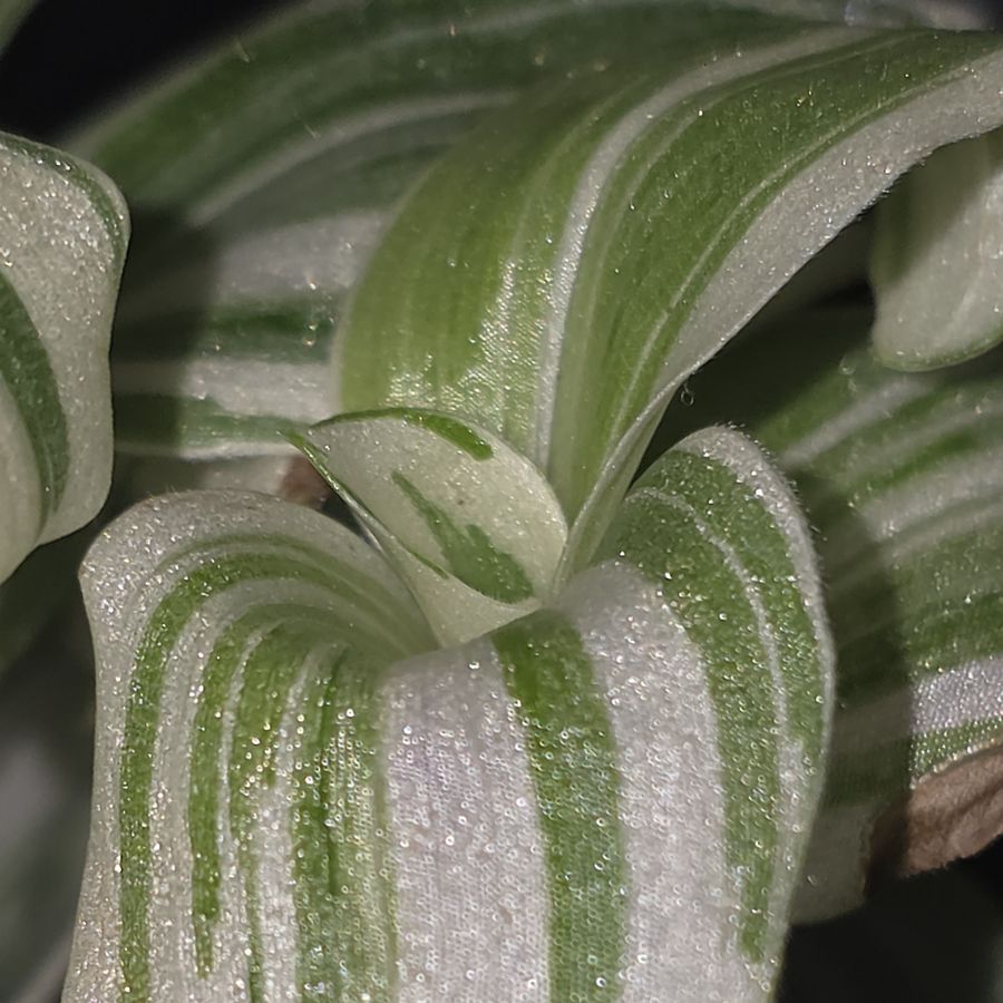 Close-up of Tradescantia cerinthoides 'Brightness', silver-white leaves with green stripes.