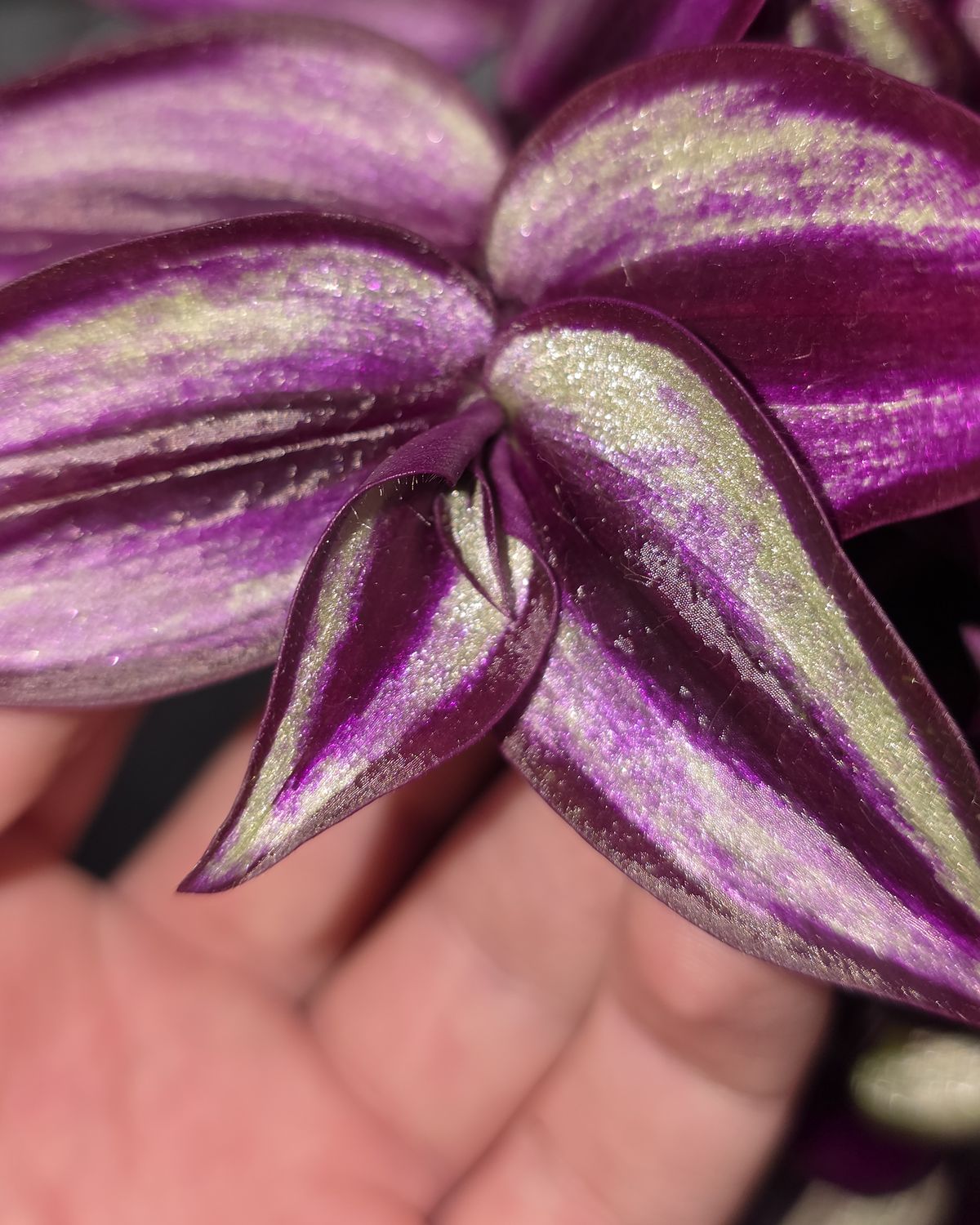 A hand holding a trailing Tradescantia zebrina stem with purple and silver striped leaves.