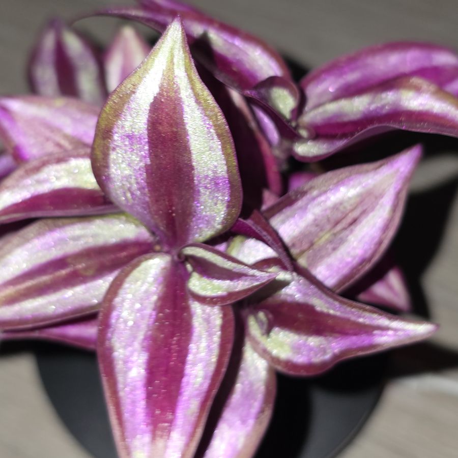 A Tradescantia rosette seen from above, pink and silver leaves radiating in a star.